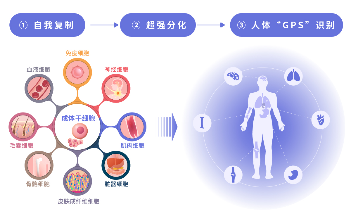 干细胞再生医学_葆康计划-全生命周期健康管理